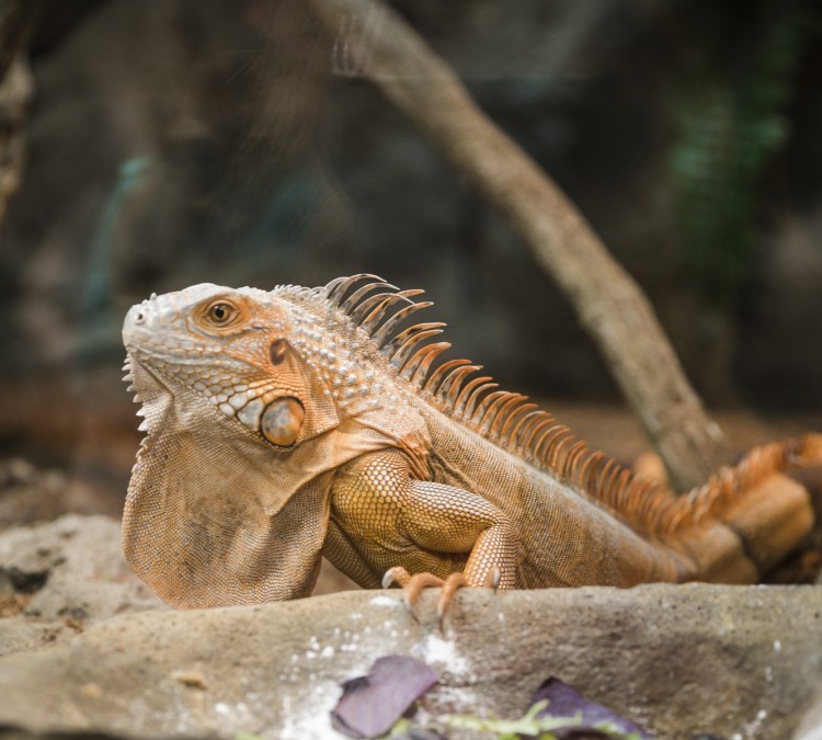 the-reptarium-michigans-favorite-reptile-zoo-photo